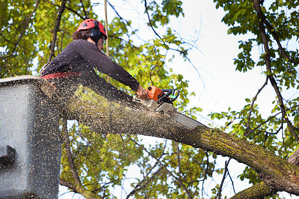 Best Local Tree Services  in Forks, WA